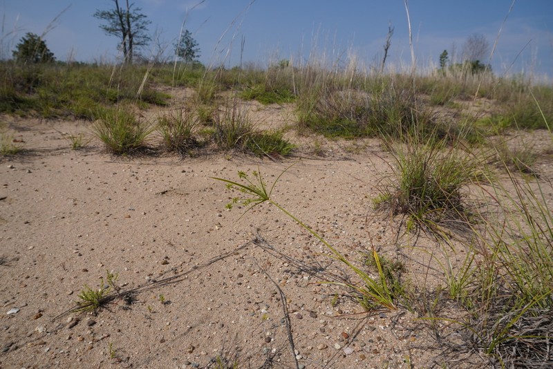 Cyperus grayioides photo 4