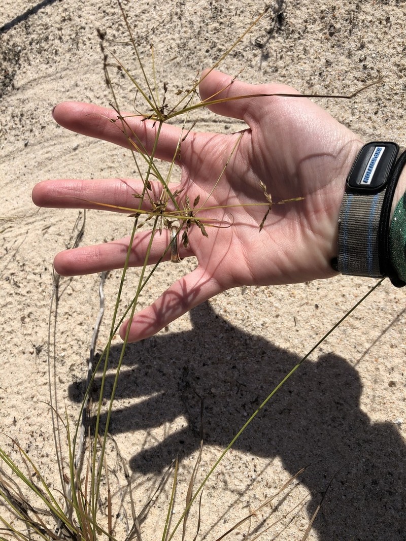 Cyperus grayioides photo 5