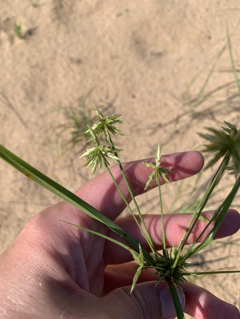 Cyperus grayioides photo 6