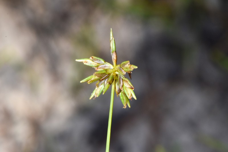 Cyperus grayioides photo 7
