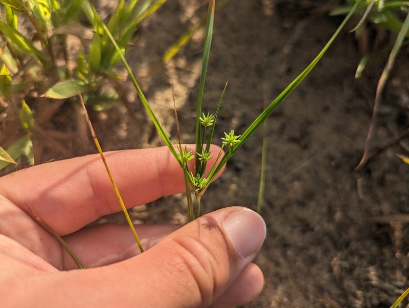 Cyperus grayioides photo 8