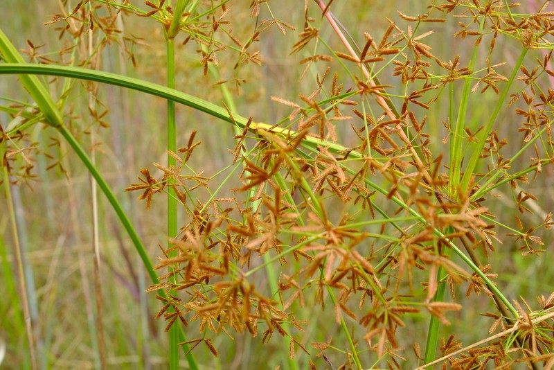 Haspan Flatsedge