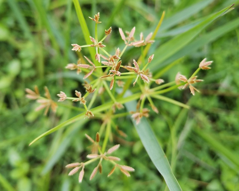 Haspan Flatsedge photo 2