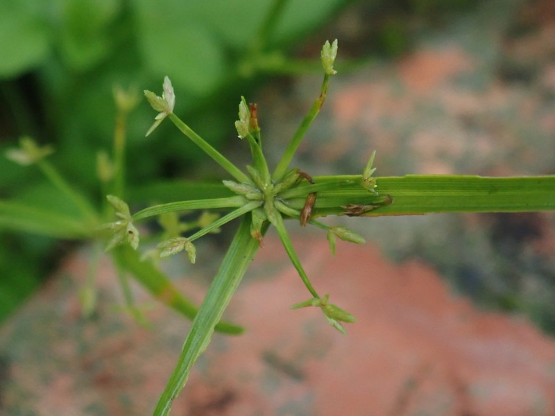 Haspan Flatsedge photo 3