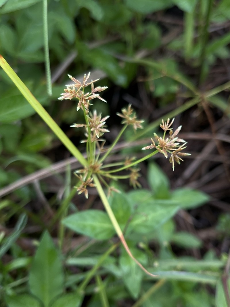 Haspan Flatsedge photo 4