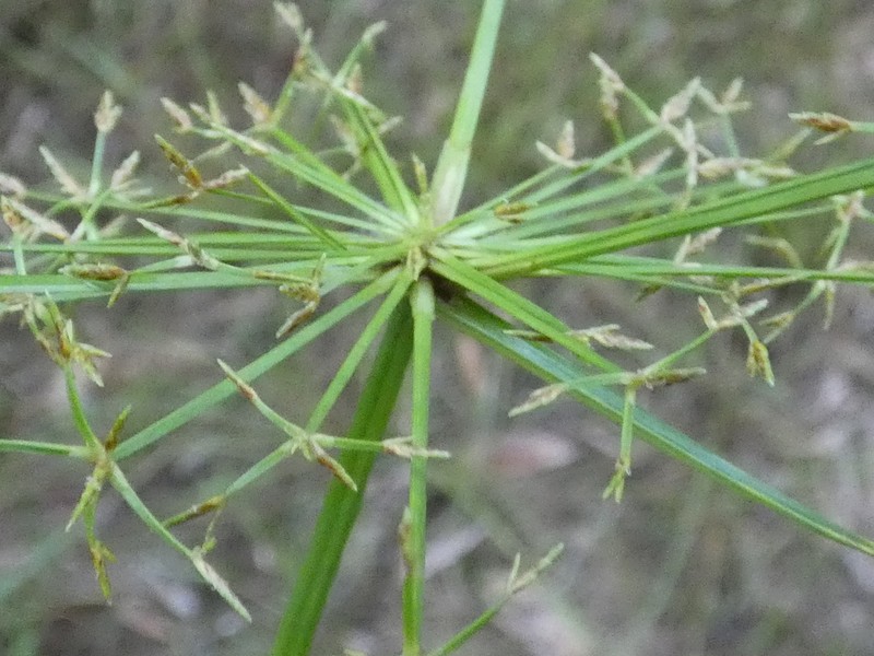 Haspan Flatsedge photo 5
