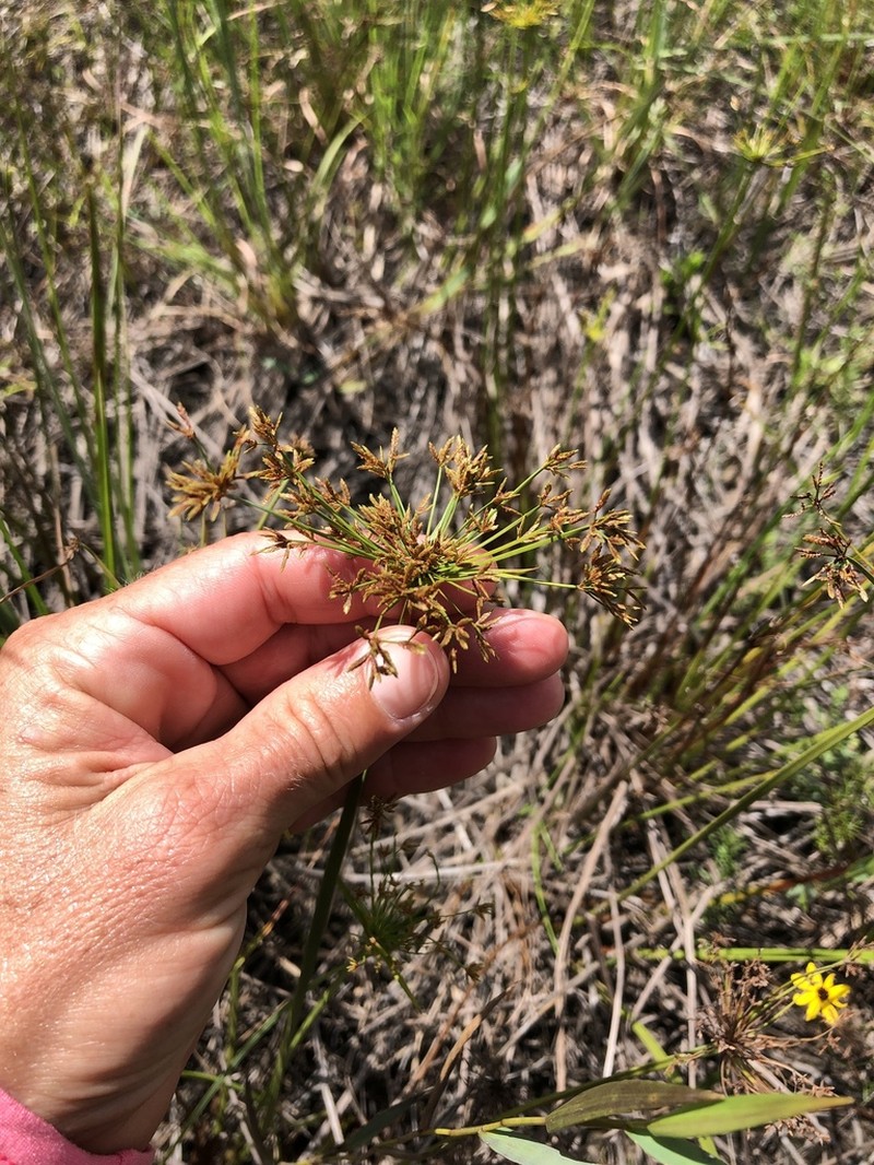 Haspan Flatsedge photo 6
