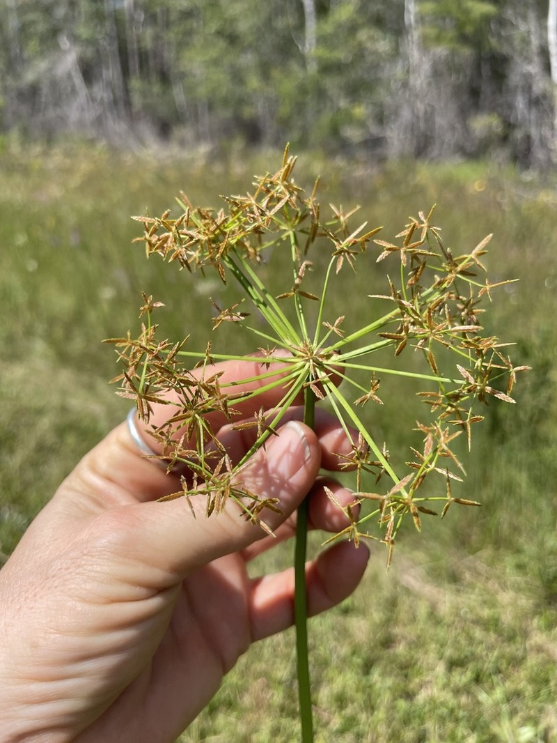 Haspan Flatsedge photo 7