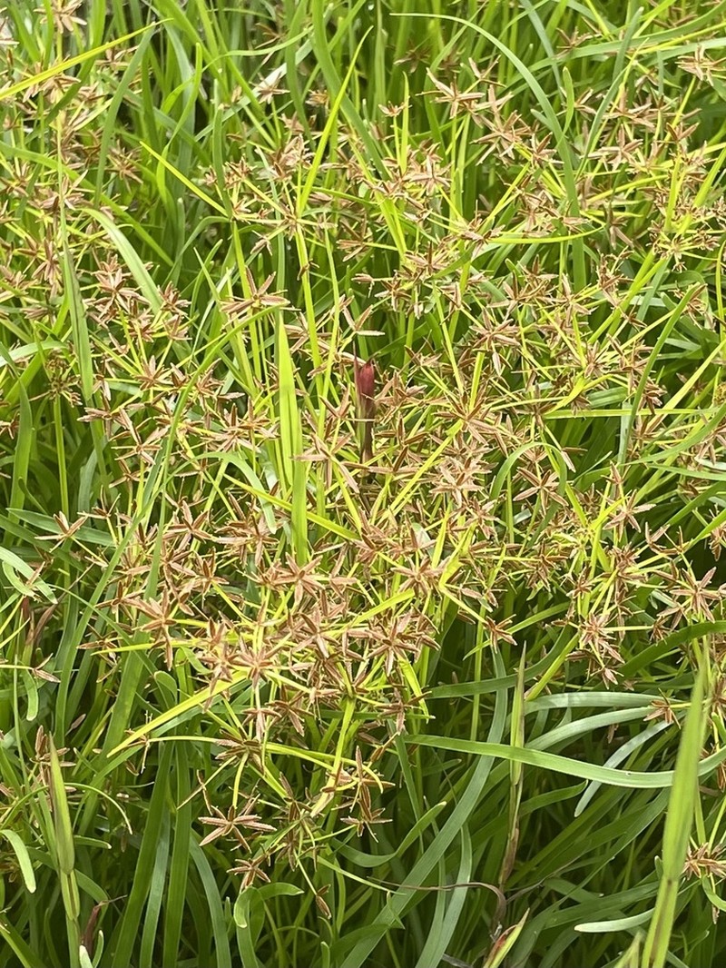 Haspan Flatsedge photo 8