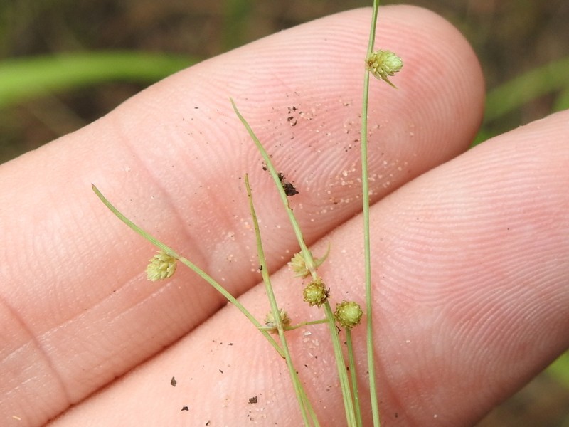 Drummond's Halfchaff Sedge