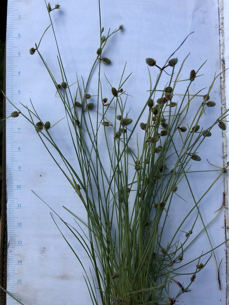 Drummond's Halfchaff Sedge photo 2