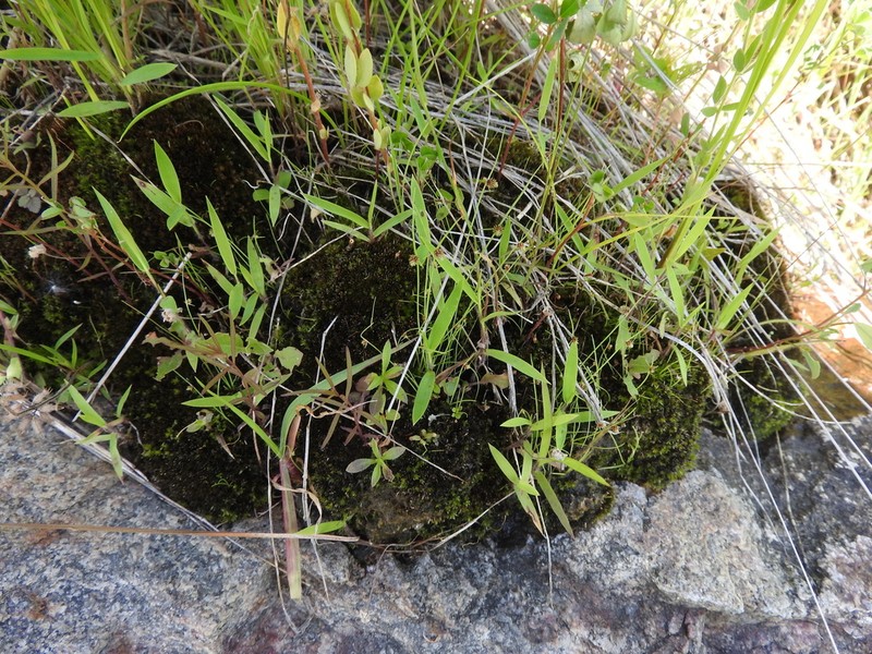 Drummond's Halfchaff Sedge photo 3