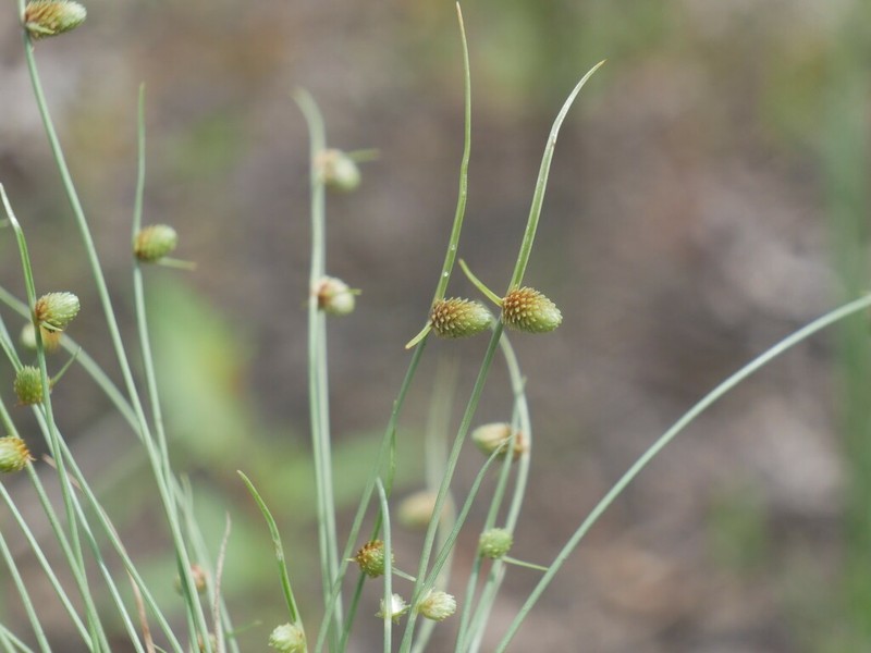 Drummond's Halfchaff Sedge photo 4