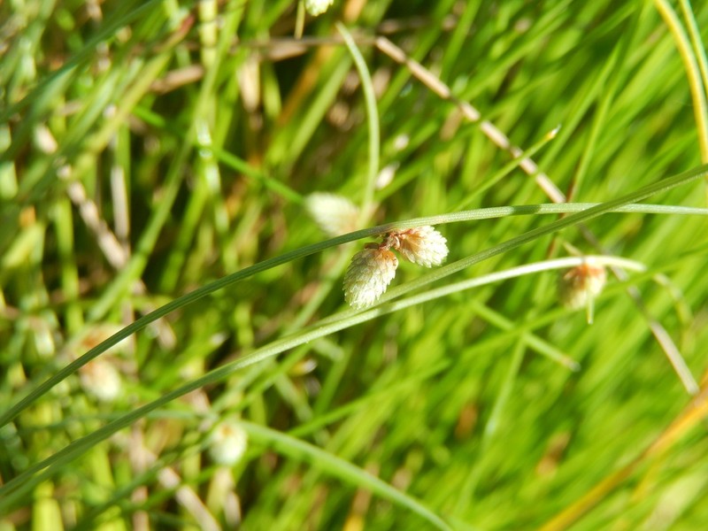 Drummond's Halfchaff Sedge photo 5