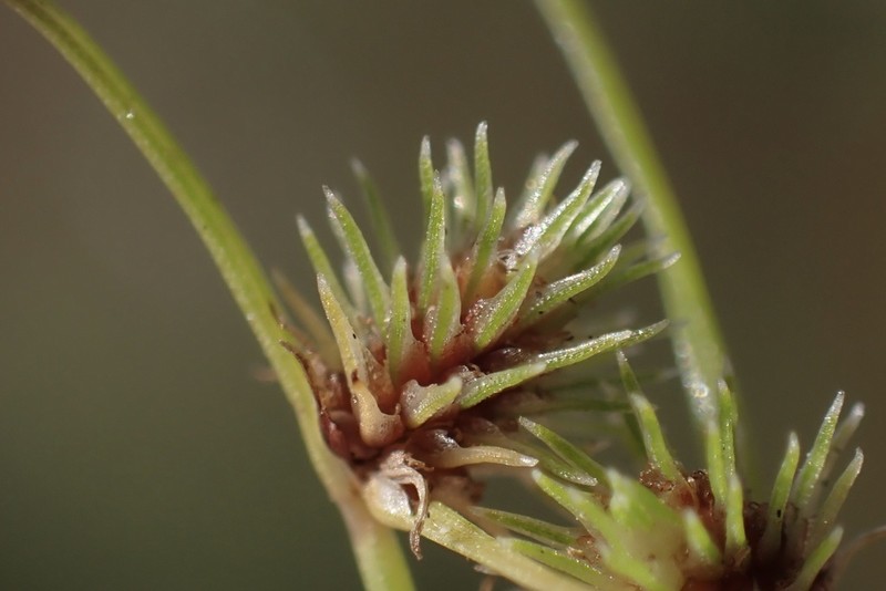 Western Halfchaff Sedge