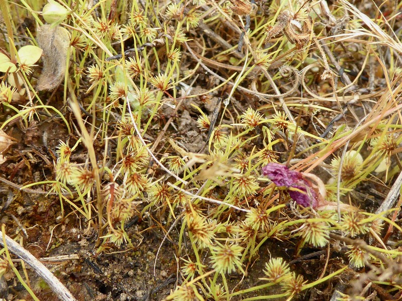 Western Halfchaff Sedge photo 4