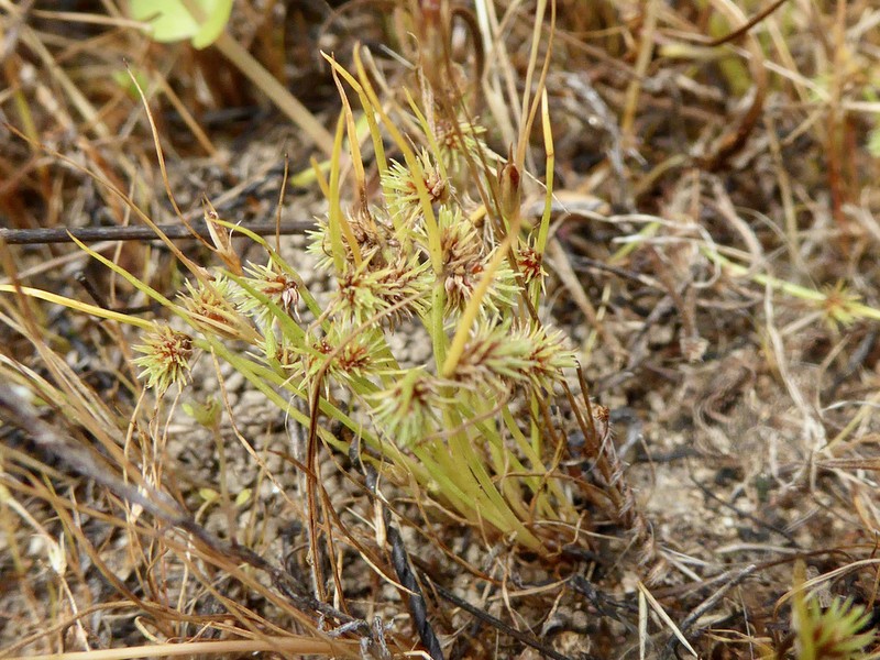 Western Halfchaff Sedge photo 5