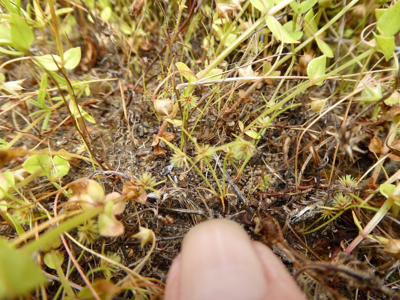 Western Halfchaff Sedge photo 6