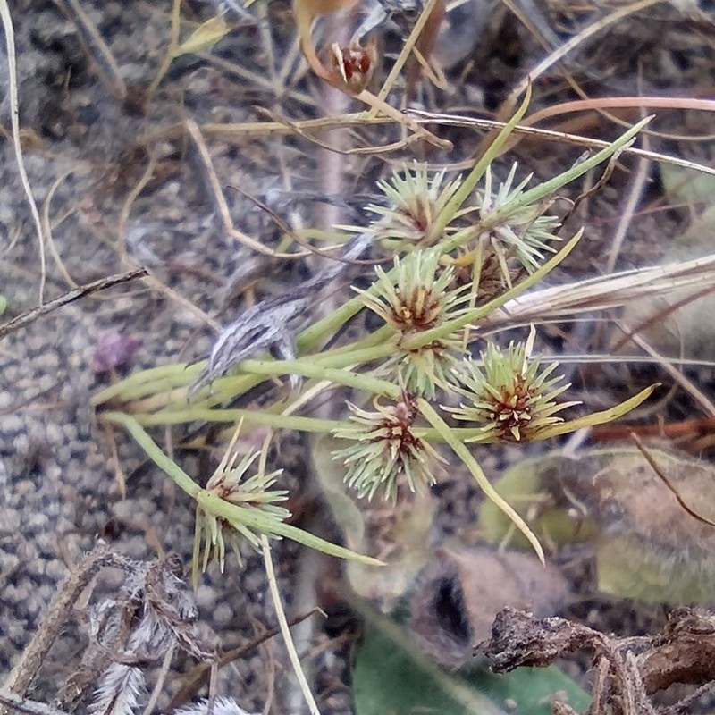 Western Halfchaff Sedge photo 7
