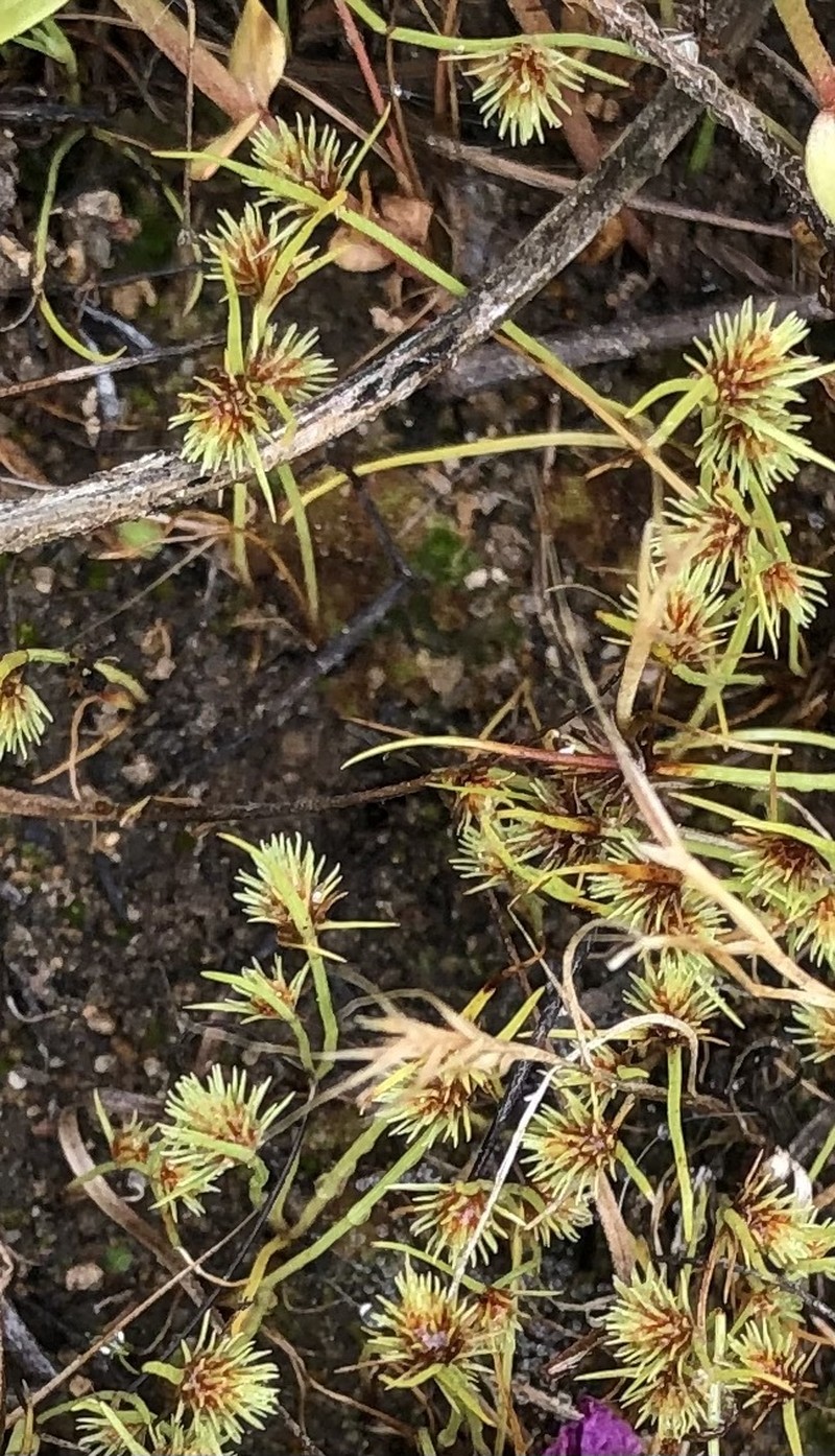 Western Halfchaff Sedge photo 8