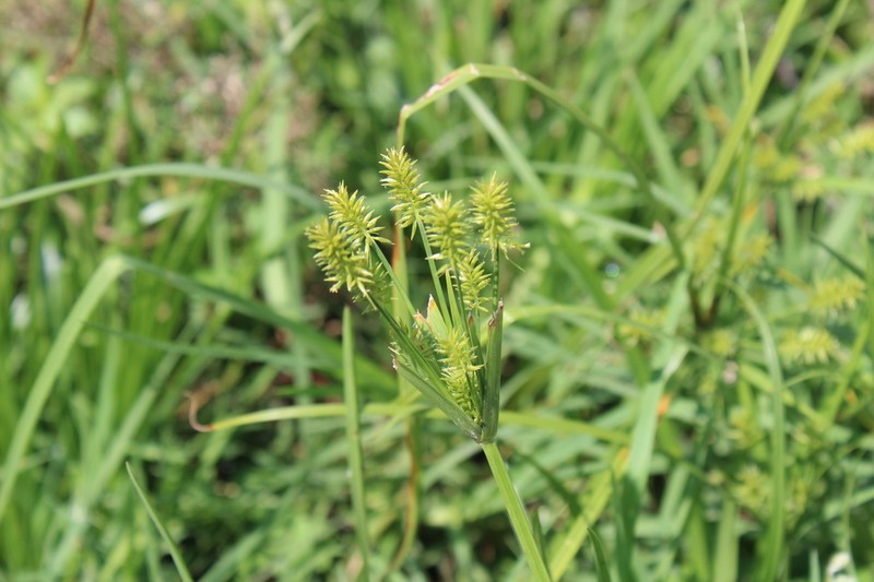 Hermaphrodite Flatsedge