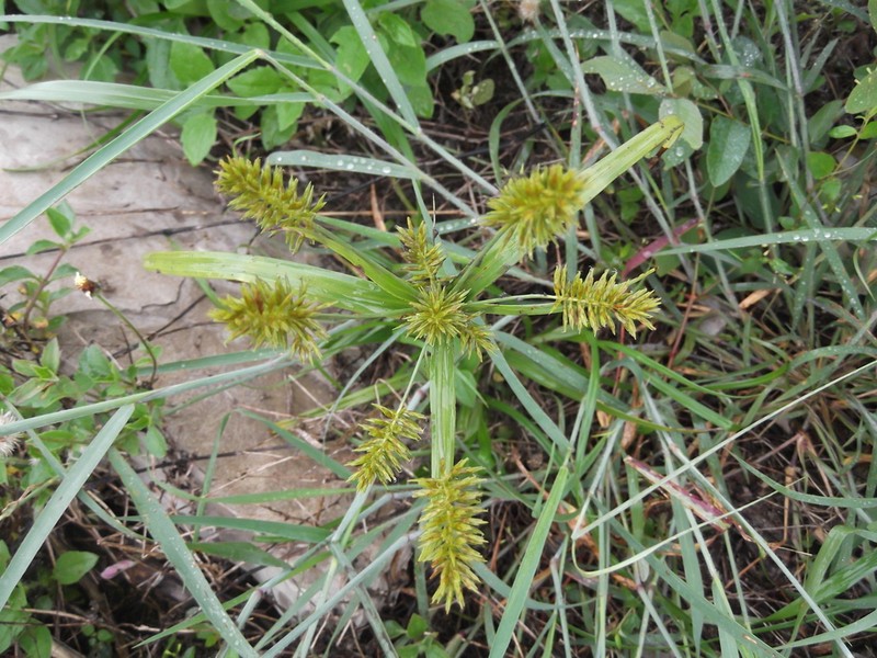 Hermaphrodite Flatsedge photo 2