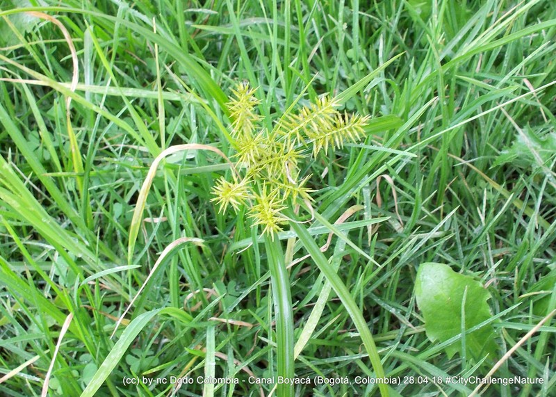 Hermaphrodite Flatsedge photo 3