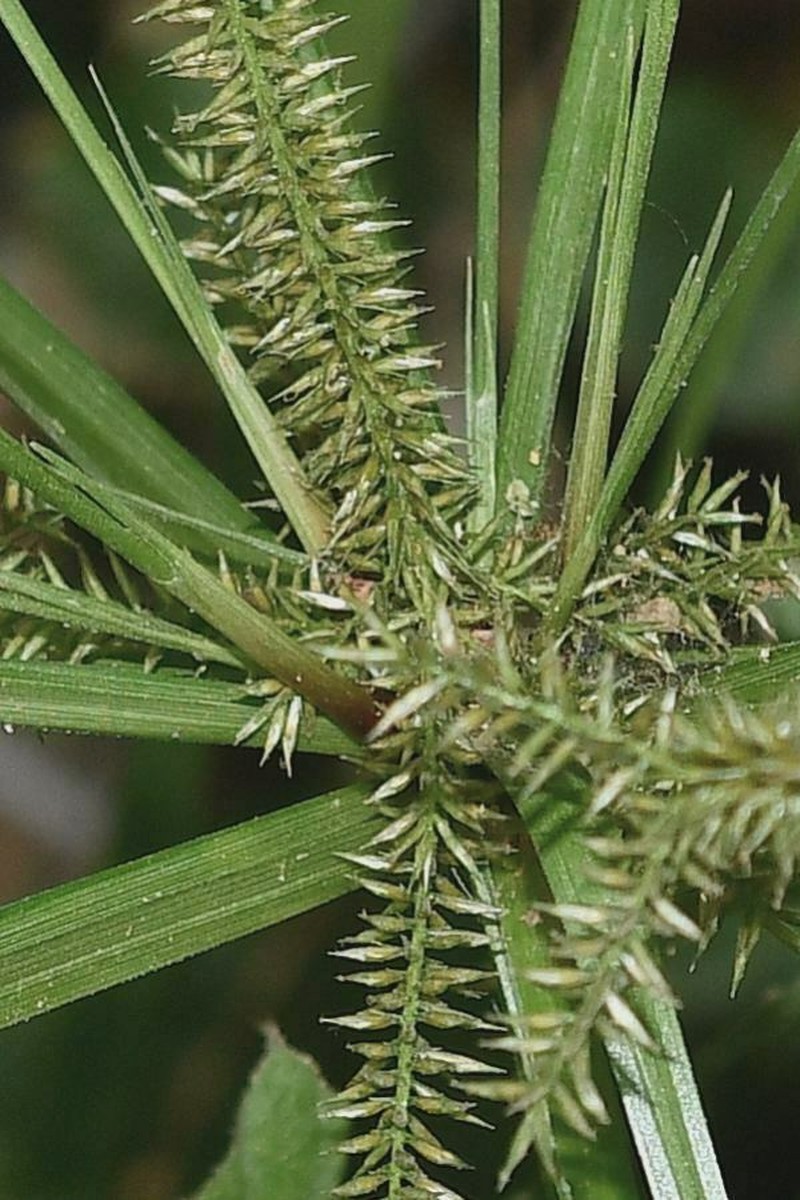 Hermaphrodite Flatsedge photo 4