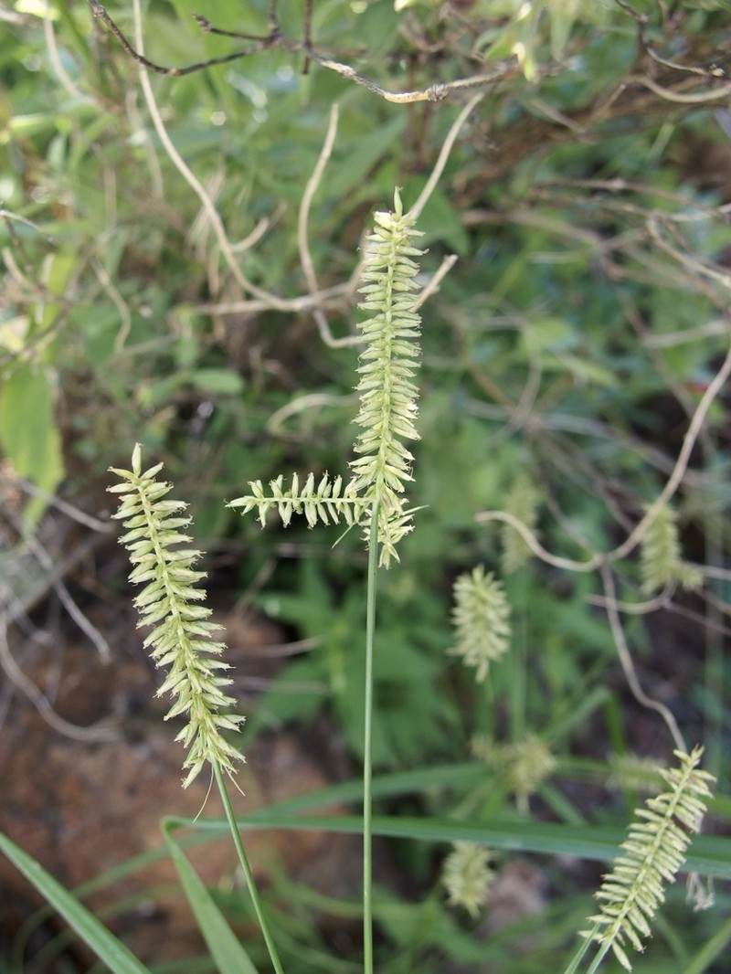 Hermaphrodite Flatsedge photo 5