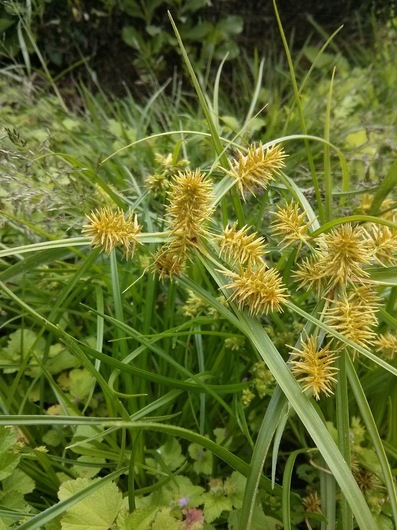 Hermaphrodite Flatsedge photo 6