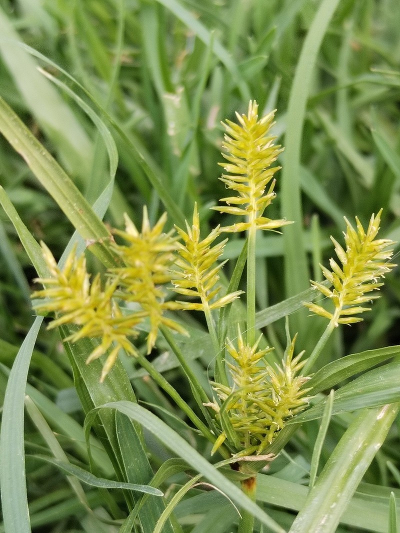 Hermaphrodite Flatsedge photo 7