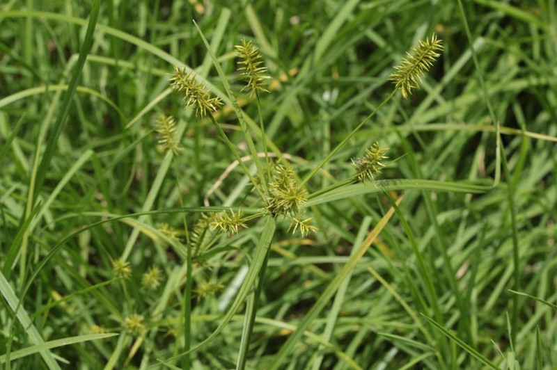 Hermaphrodite Flatsedge photo 8