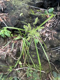 Hillebrand's Flatsedge