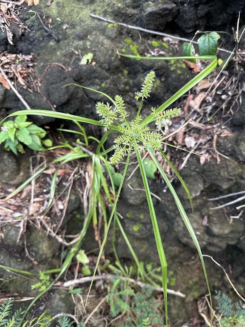 Hillebrand's Flatsedge