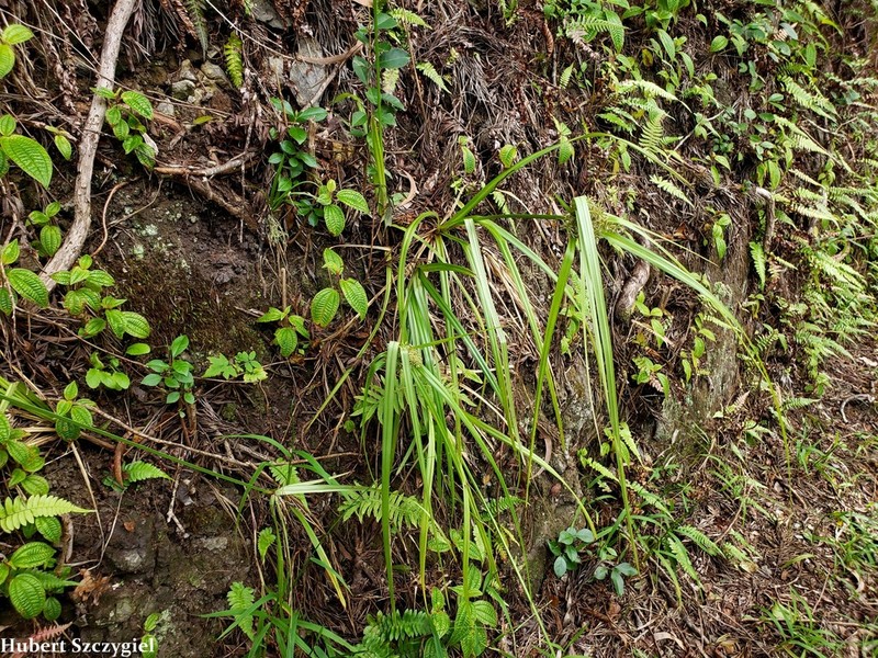 Hillebrand's Flatsedge photo 2