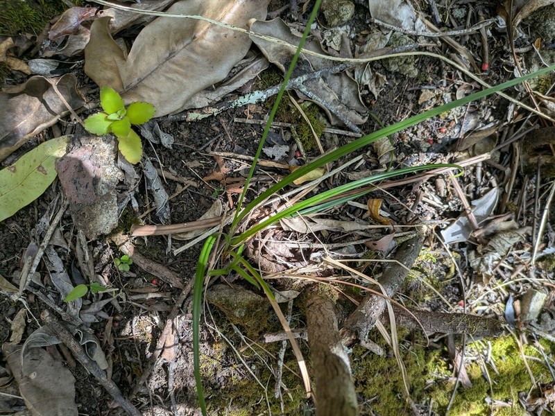 Hillebrand's Flatsedge photo 4