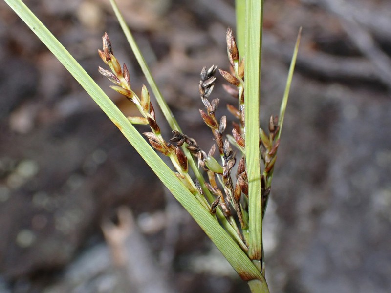 Hillebrand's Flatsedge photo 5