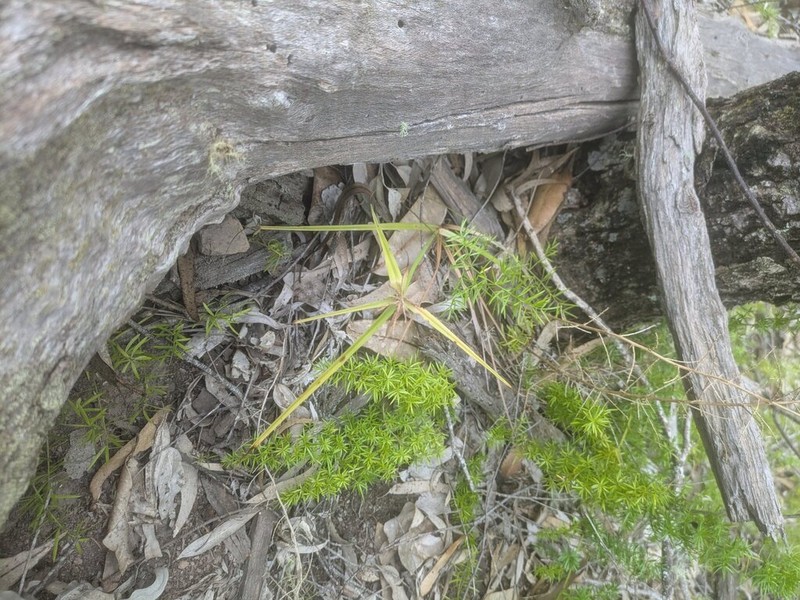 Hillebrand's Flatsedge photo 6