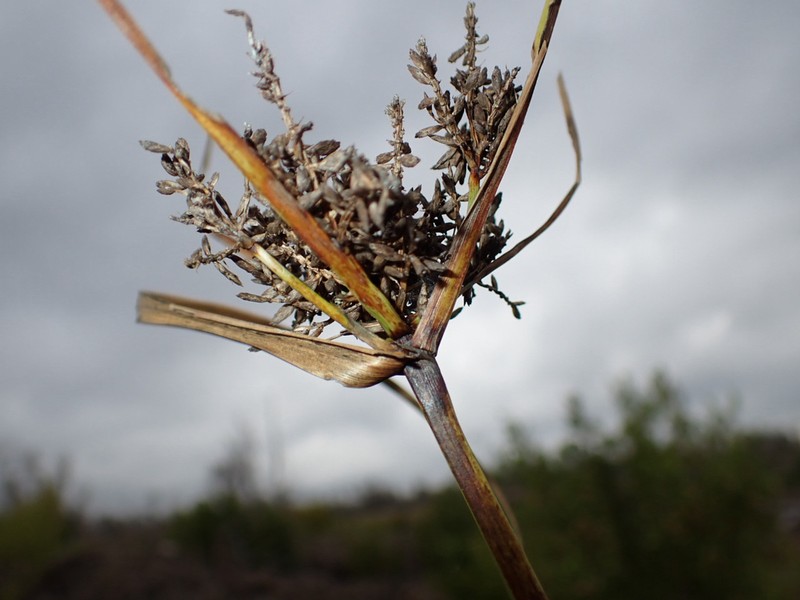 Hillebrand's Flatsedge photo 7