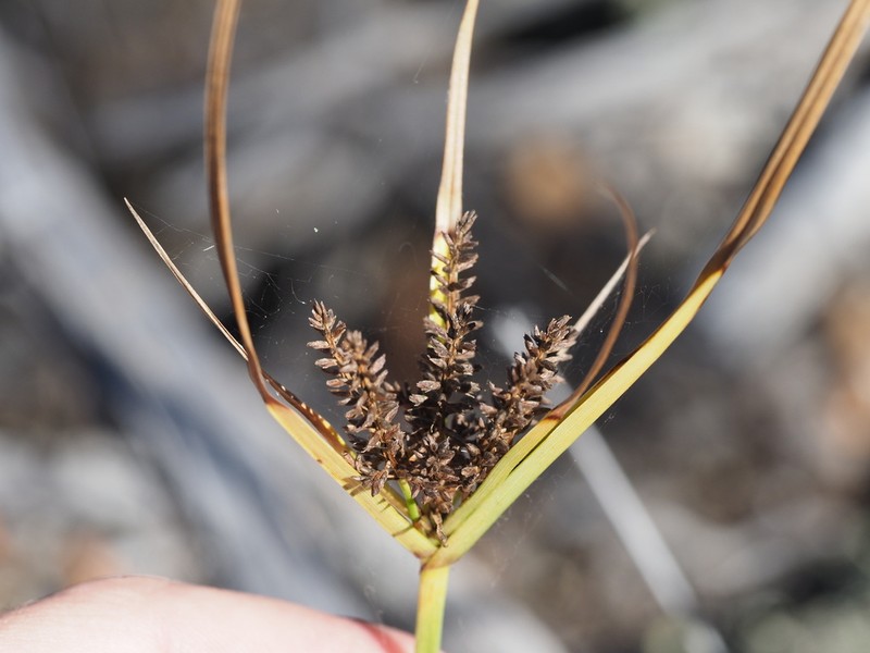 Hillebrand's Flatsedge photo 8