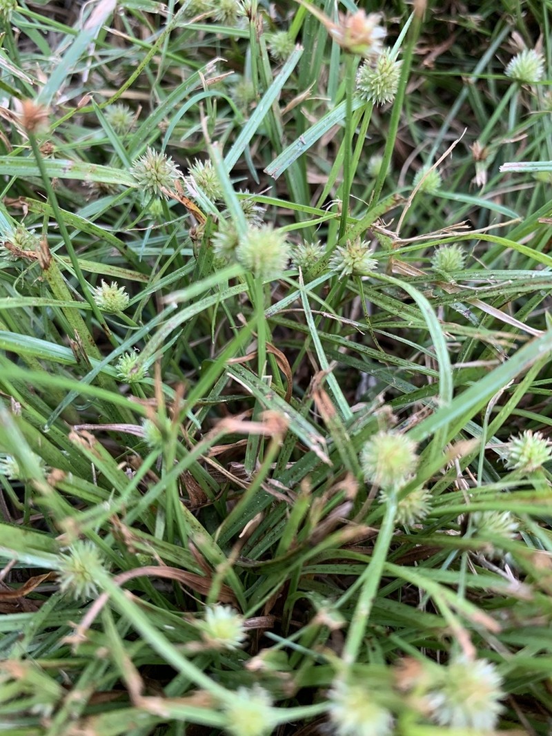 Cyperus hortensis