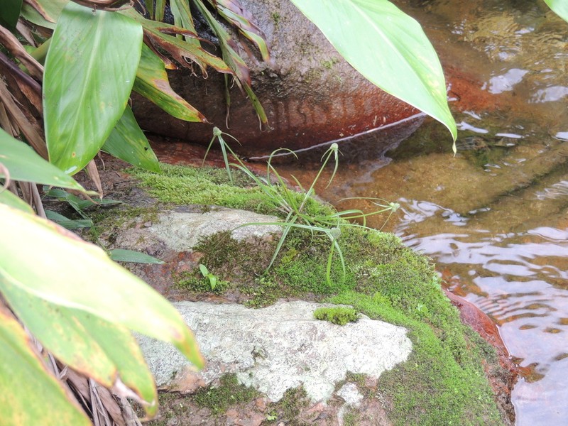Cyperus hortensis photo 2