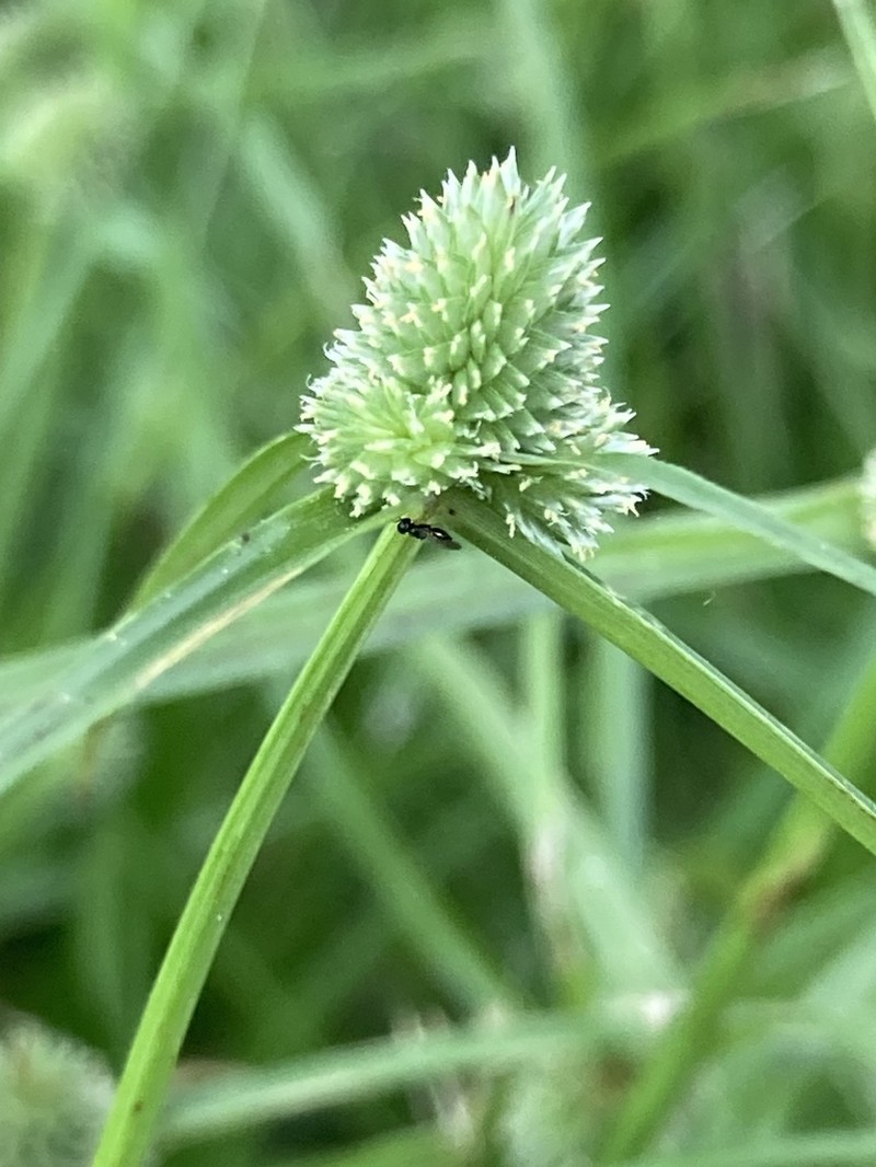 Cyperus hortensis photo 3