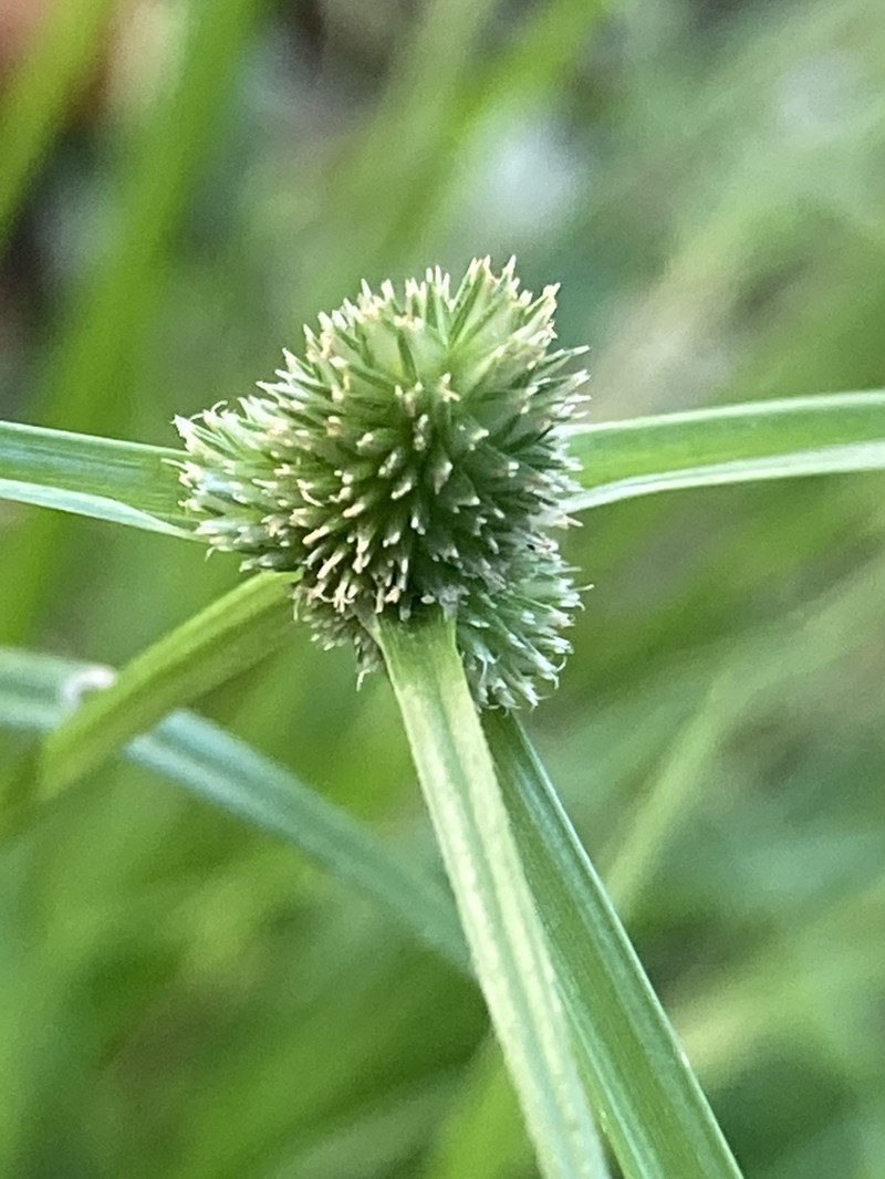 Cyperus hortensis photo 4