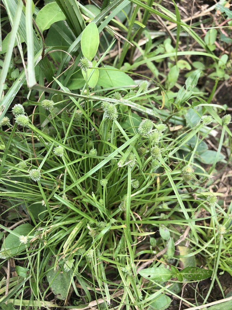 Cyperus hortensis photo 5