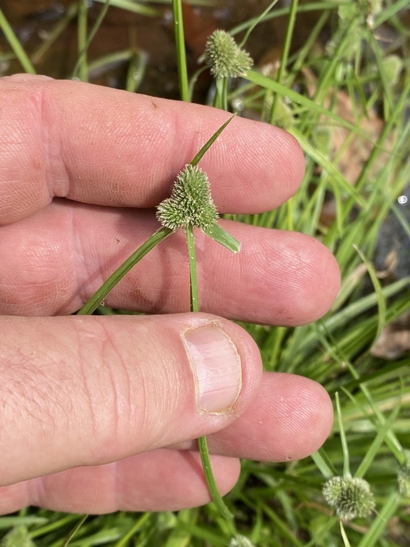 Cyperus hortensis photo 6