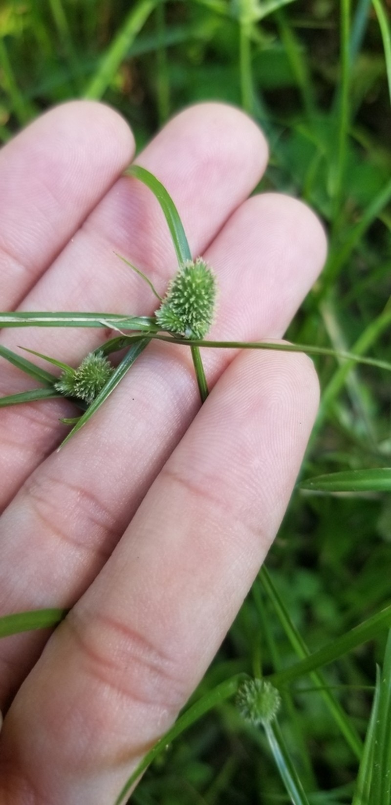 Cyperus hortensis photo 7