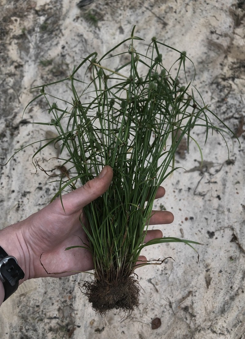 Cyperus hortensis photo 8