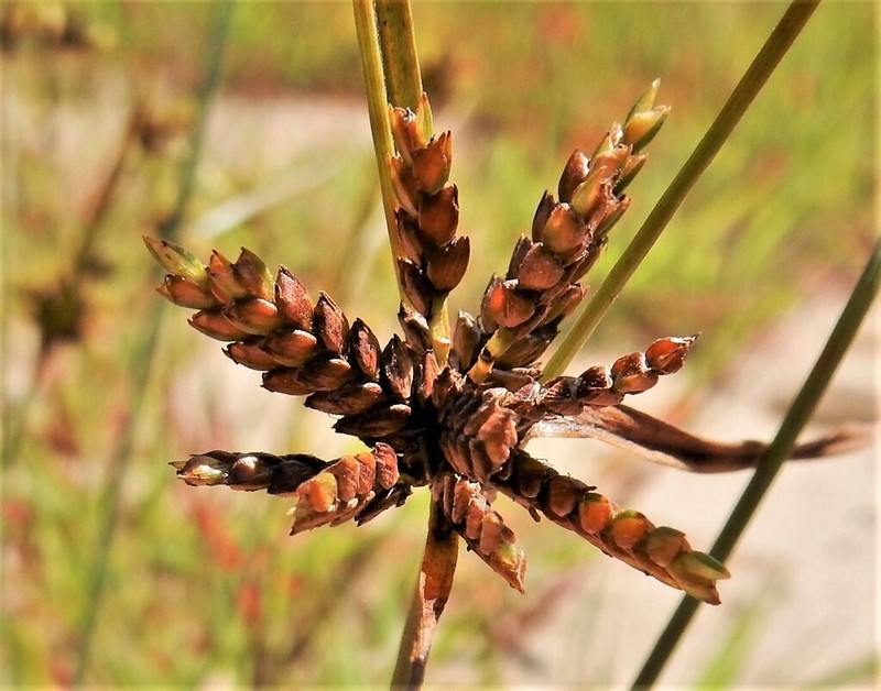Houghton's Flatsedge