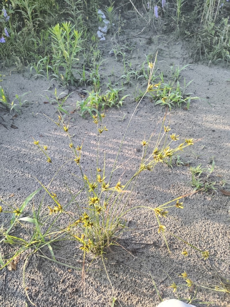 Houghton's Flatsedge photo 2